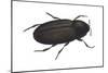 Black Carpet Beetle (Attagenus Unicolor), Insects-Encyclopaedia Britannica-Mounted Art Print