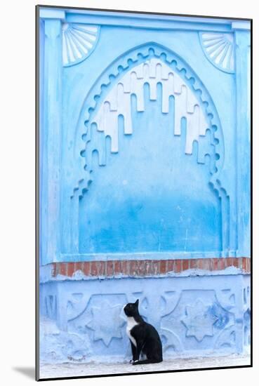 Black Cat and Blue Wall-Steven Boone-Mounted Photographic Print