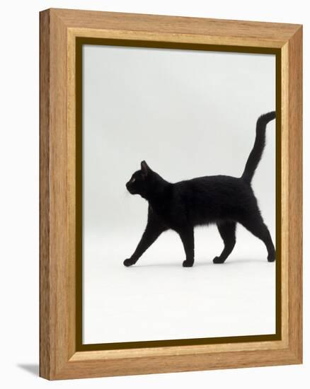 Black Cat (Felis Catus) Walking Profile-Jane Burton-Framed Premier Image Canvas