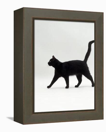 Black Cat (Felis Catus) Walking Profile-Jane Burton-Framed Premier Image Canvas