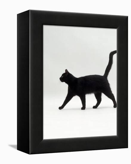 Black Cat (Felis Catus) Walking Profile-Jane Burton-Framed Premier Image Canvas