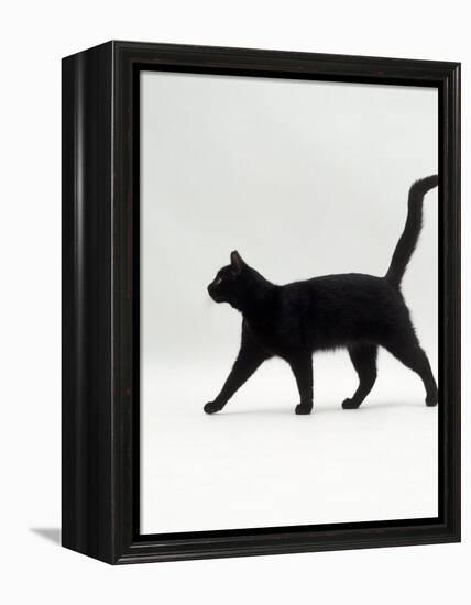 Black Cat (Felis Catus) Walking Profile-Jane Burton-Framed Premier Image Canvas