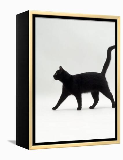 Black Cat (Felis Catus) Walking Profile-Jane Burton-Framed Premier Image Canvas