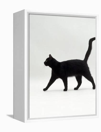 Black Cat (Felis Catus) Walking Profile-Jane Burton-Framed Premier Image Canvas