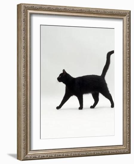 Black Cat (Felis Catus) Walking Profile-Jane Burton-Framed Photographic Print