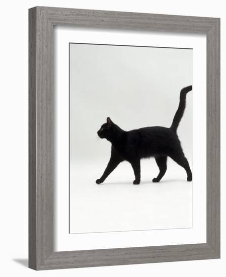 Black Cat (Felis Catus) Walking Profile-Jane Burton-Framed Photographic Print