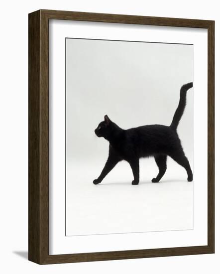 Black Cat (Felis Catus) Walking Profile-Jane Burton-Framed Photographic Print