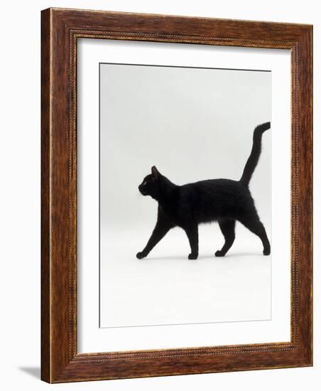 Black Cat (Felis Catus) Walking Profile-Jane Burton-Framed Photographic Print