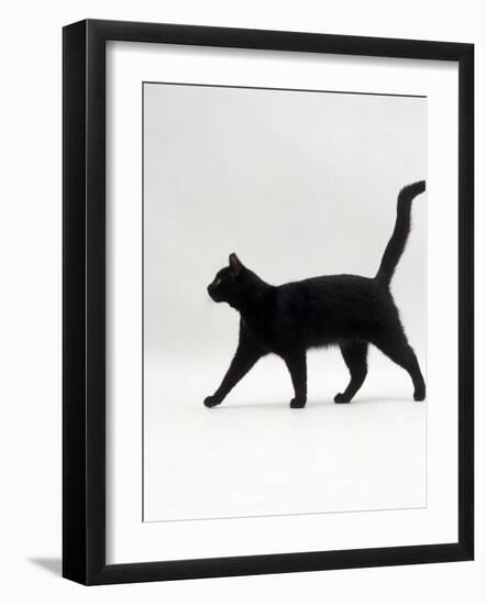 Black Cat (Felis Catus) Walking Profile-Jane Burton-Framed Photographic Print