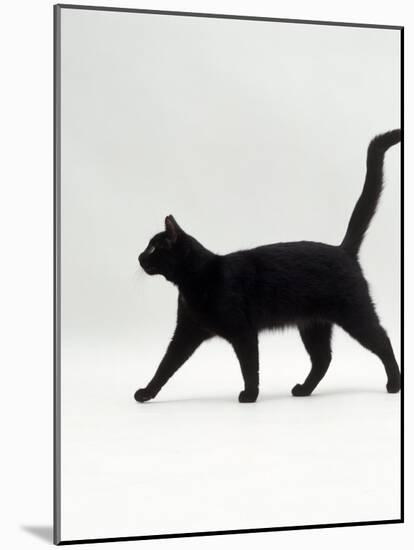 Black Cat (Felis Catus) Walking Profile-Jane Burton-Mounted Photographic Print