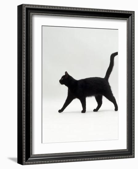 Black Cat (Felis Catus) Walking Profile-Jane Burton-Framed Photographic Print