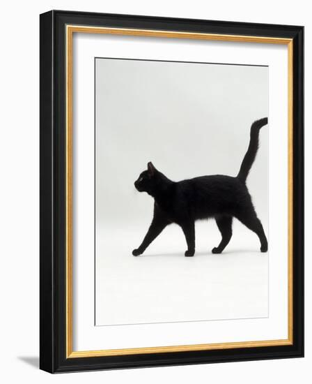 Black Cat (Felis Catus) Walking Profile-Jane Burton-Framed Photographic Print