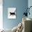 Black Cat (Felis Catus) Walking Profile-Jane Burton-Photographic Print displayed on a wall