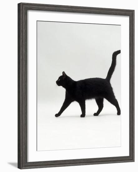 Black Cat (Felis Catus) Walking Profile-Jane Burton-Framed Photographic Print