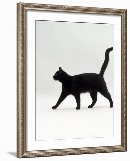 Black Cat (Felis Catus) Walking Profile-Jane Burton-Framed Photographic Print