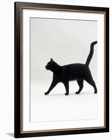 Black Cat (Felis Catus) Walking Profile-Jane Burton-Framed Photographic Print