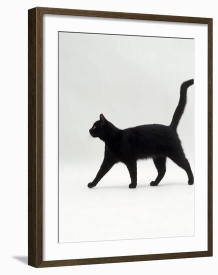 Black Cat (Felis Catus) Walking Profile-Jane Burton-Framed Photographic Print