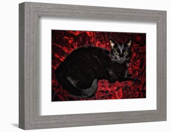 Black Cat in Regal Repose  2020  (photograph)-Ant Smith-Framed Photographic Print