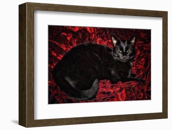 Black Cat in Regal Repose  2020  (photograph)-Ant Smith-Framed Photographic Print