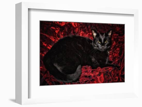 Black Cat in Regal Repose  2020  (photograph)-Ant Smith-Framed Photographic Print
