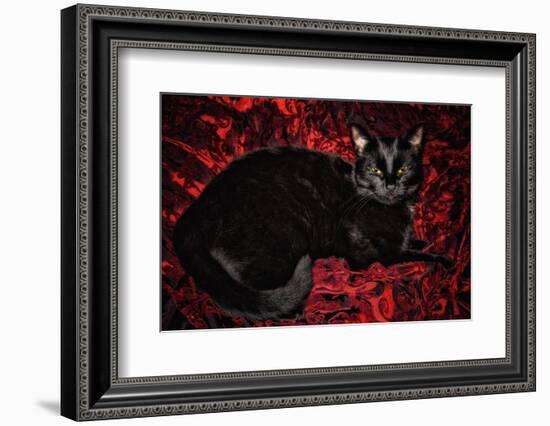 Black Cat in Regal Repose  2020  (photograph)-Ant Smith-Framed Photographic Print