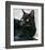 Black Cat Portrait-Robert Mcclintock-Framed Art Print