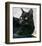 Black Cat Portrait-Robert Mcclintock-Framed Art Print