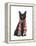 Black Cat, Red Scarf-Fab Funky-Framed Stretched Canvas