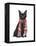 Black Cat, Red Scarf-Fab Funky-Framed Stretched Canvas