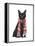 Black Cat, Red Scarf-Fab Funky-Framed Stretched Canvas