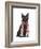 Black Cat, Red Scarf-Fab Funky-Framed Art Print