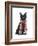 Black Cat, Red Scarf-Fab Funky-Framed Art Print