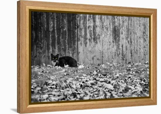 Black Cat With Yellow Eyes-null-Framed Stretched Canvas