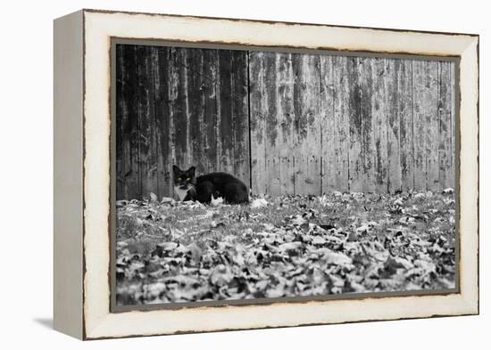 Black Cat With Yellow Eyes-null-Framed Stretched Canvas