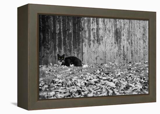 Black Cat With Yellow Eyes-null-Framed Stretched Canvas