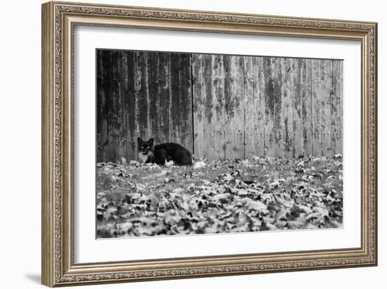 Black Cat With Yellow Eyes-null-Framed Photo