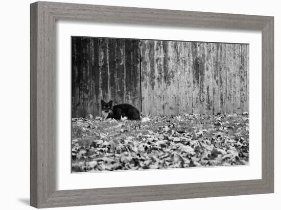 Black Cat With Yellow Eyes-null-Framed Photo