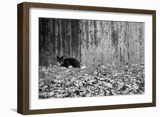 Black Cat With Yellow Eyes-null-Framed Photo