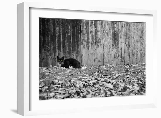 Black Cat With Yellow Eyes-null-Framed Photo