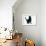 Black Cat-DLILLC-Framed Photographic Print displayed on a wall