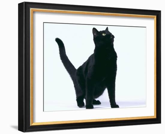 Black Cat-DLILLC-Framed Photographic Print