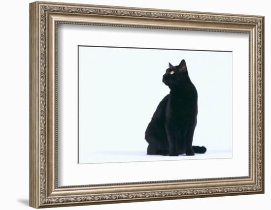 Black Cat-DLILLC-Framed Photographic Print