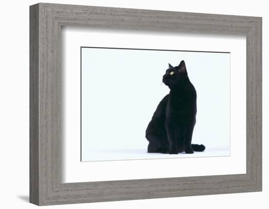 Black Cat-DLILLC-Framed Photographic Print