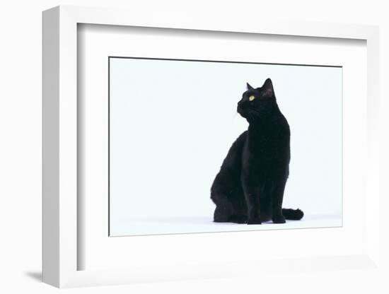 Black Cat-DLILLC-Framed Photographic Print