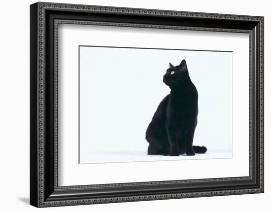 Black Cat-DLILLC-Framed Photographic Print