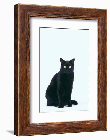 Black Cat-DLILLC-Framed Photographic Print