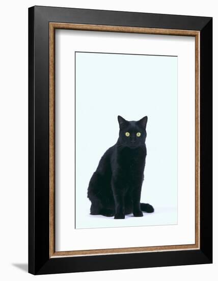 Black Cat-DLILLC-Framed Photographic Print