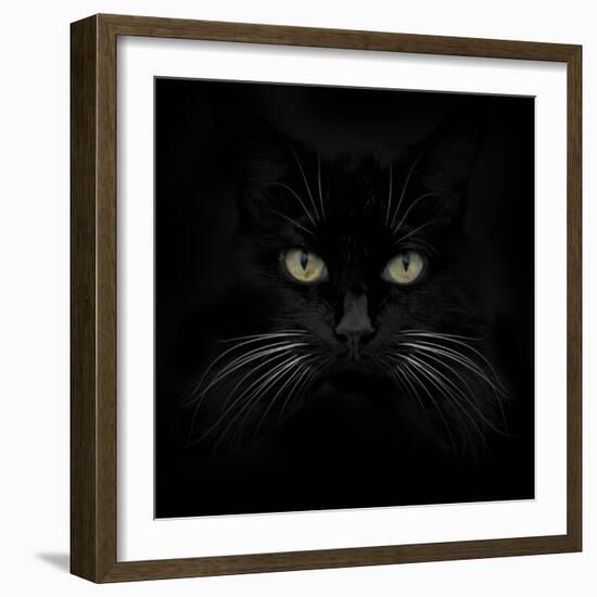 Black Cat-Lori Hutchison-Framed Photographic Print