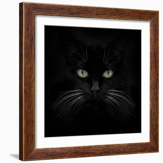 Black Cat-Lori Hutchison-Framed Photographic Print