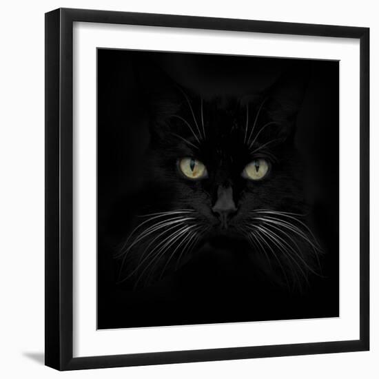 Black Cat-Lori Hutchison-Framed Photographic Print